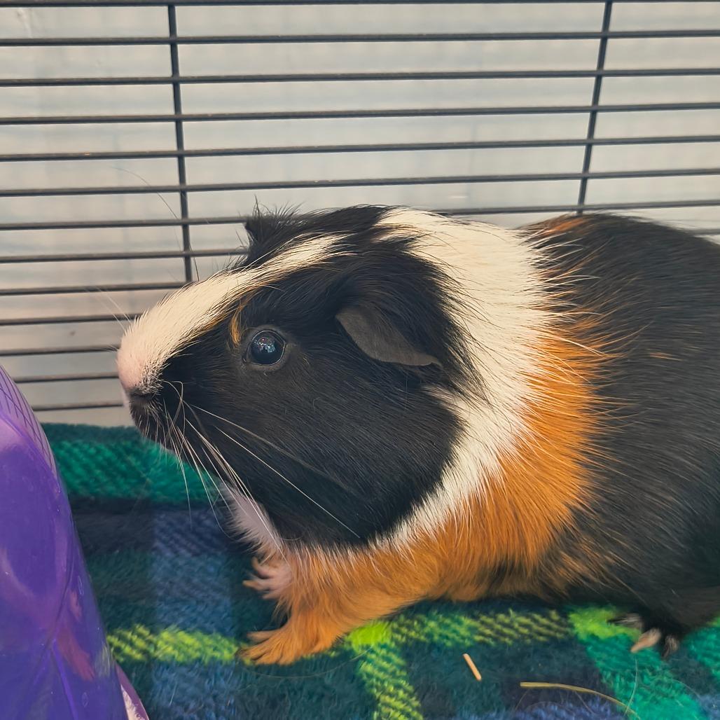 Luffy, Adoptable, Adult Male Guinea Pig.