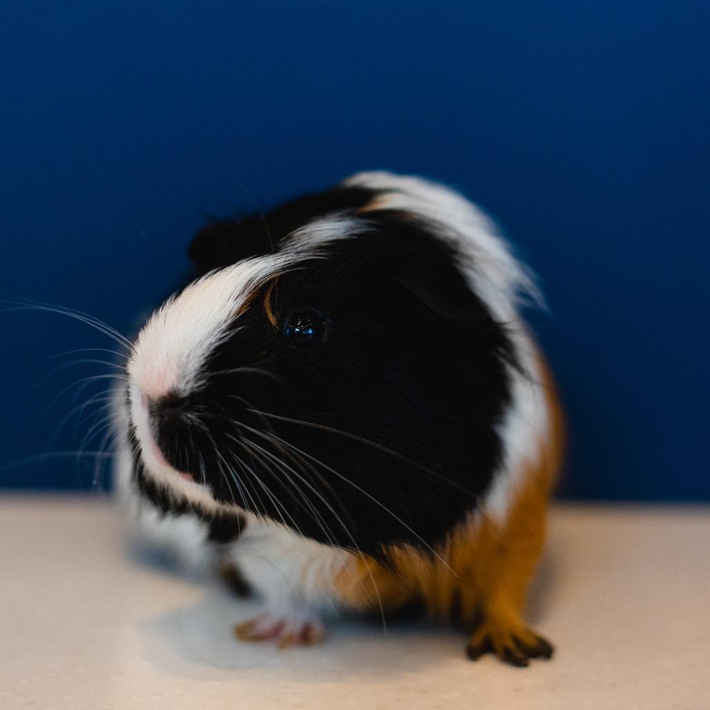 Enlarge Luffy, a Adoptable Guinea Pig in Warwick, RI image 2/2