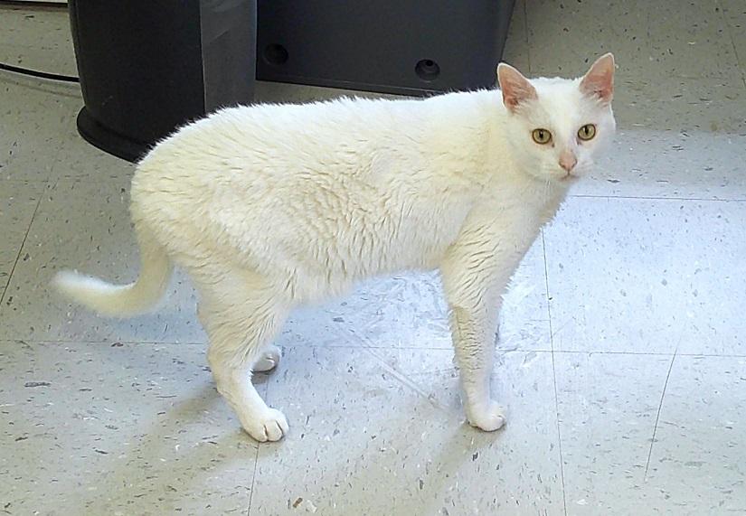 MAYONNAISE, an adopted Domestic Medium Hair in Pegram, TN image 2/3