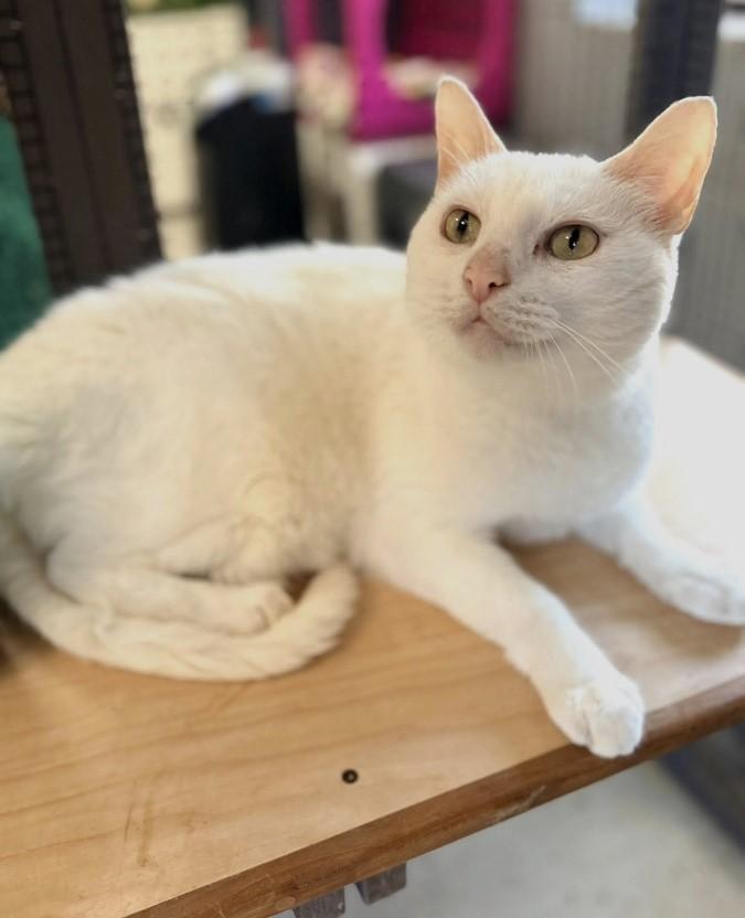 MAYONNAISE, adopted, Adult Male Domestic Medium Hair.