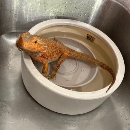 Theodora, ADOPTABLE, Adult Female Bearded Dragon.
