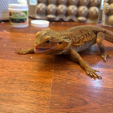 Theodora, a ADOPTABLE Bearded Dragon in Davis, CA image 2/2