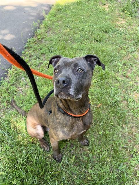 Enlarge HARLEY, a Adoptable mixed breed in Newton, NC image 1/1