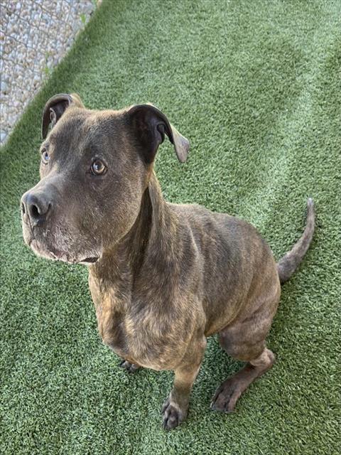 HARLEY, Adoptable, Adult Male Pit Bull Terrier & Mixed Breed.