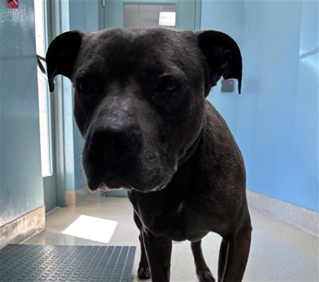 HARLEY, Adoptable, Adult Male Pit Bull Terrier & Mixed Breed.