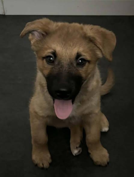 Chewby, ADOPTABLE, Puppy Male Mixed Breed.