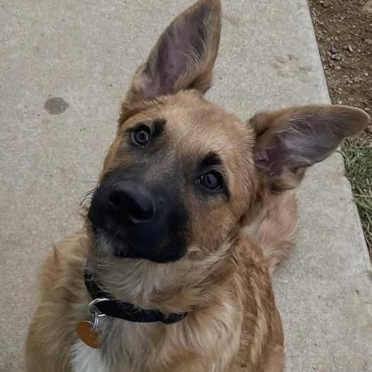 Enlarge Chewby, a ADOPTABLE Mixed Breed in Chino valley, AZ image 1/1