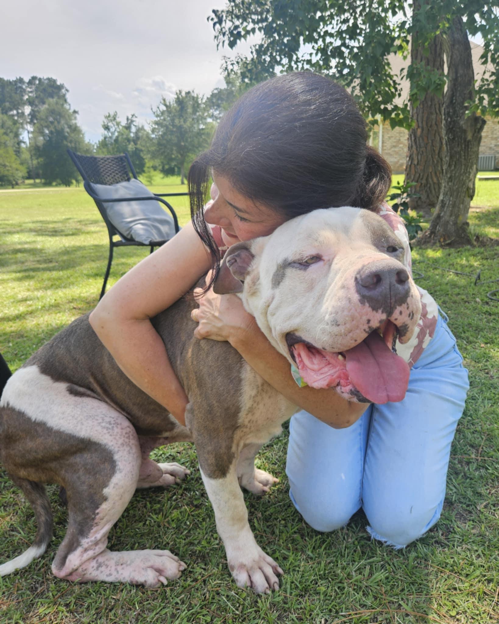 Louie, a Adoptable American Bully in Baton Rouge, LA image 5/6