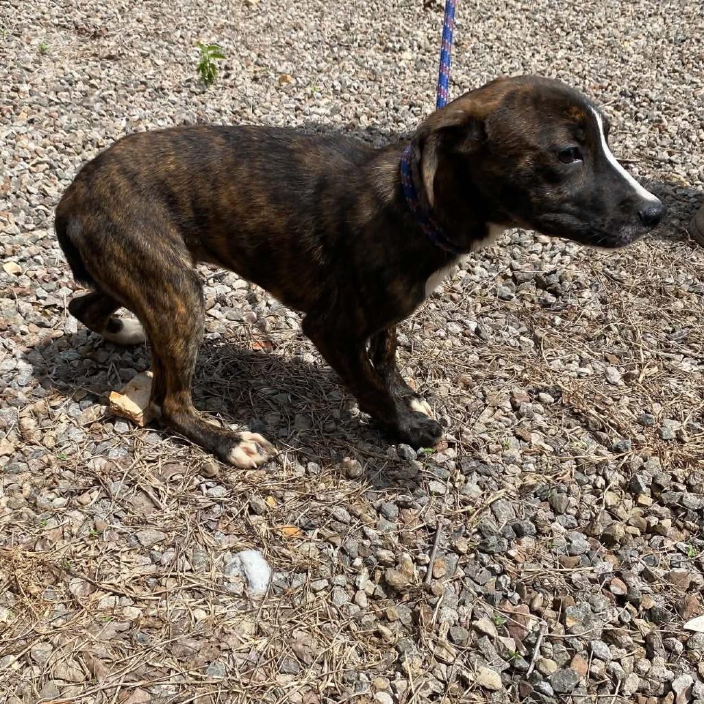 Tilly, Adoptable, Puppy Female Plott Hound.