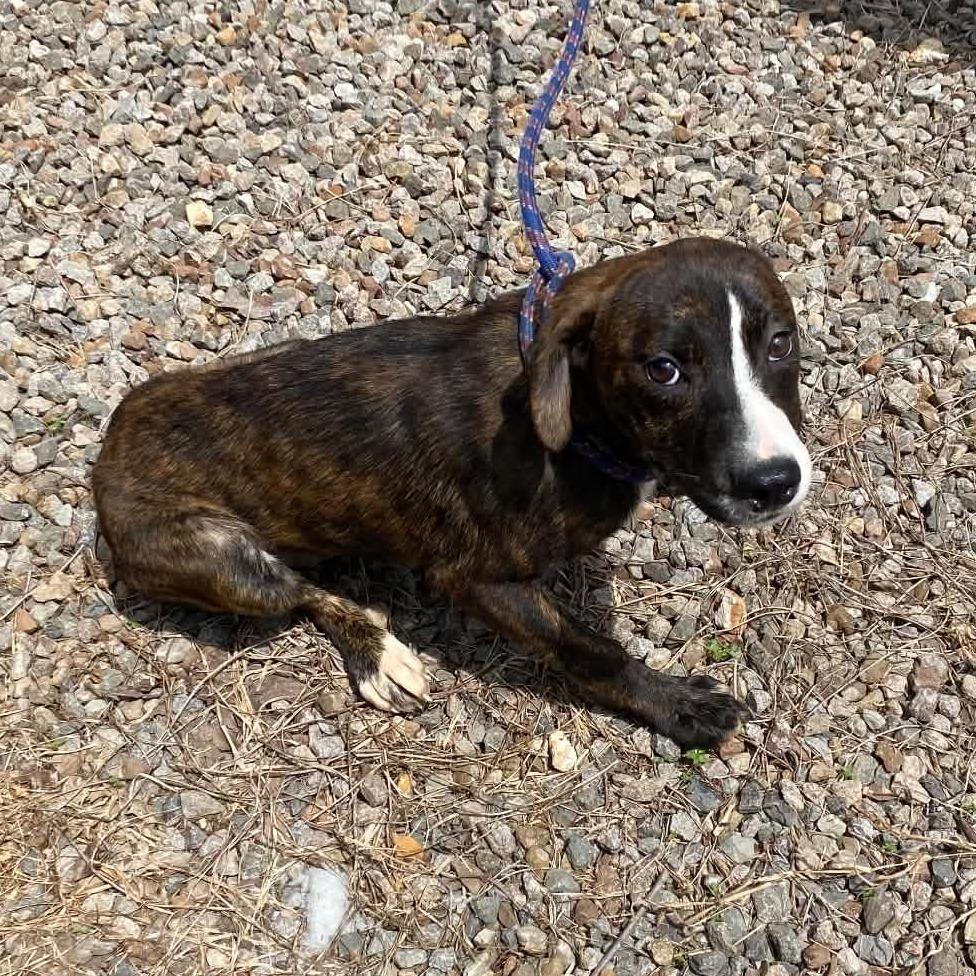 Enlarge Tilly, a Adoptable Plott Hound in Stilwell, OK image 2/2