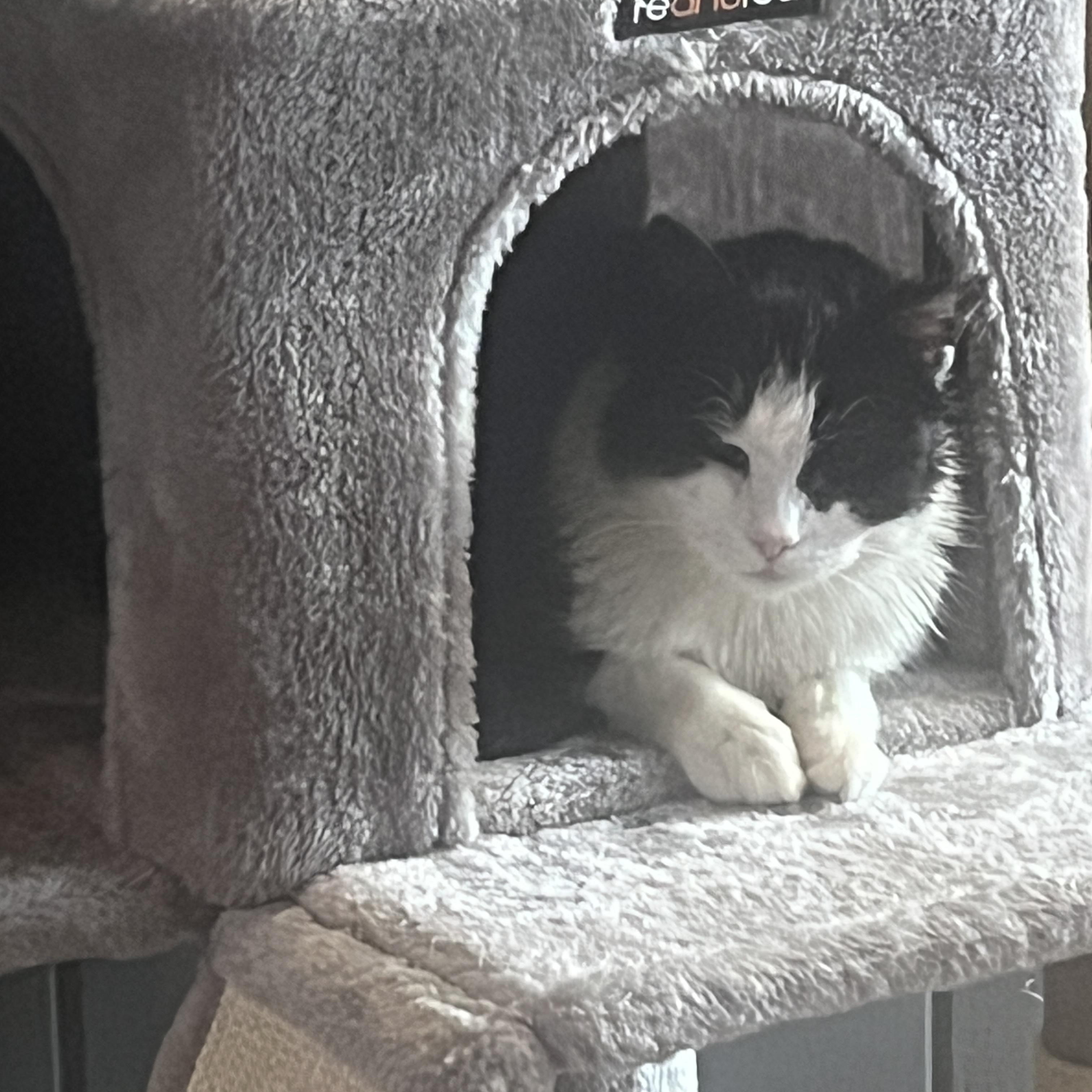 Enlarge Matilda, a ADOPTABLE Domestic Medium Hair in Stratford, ON image 3/3