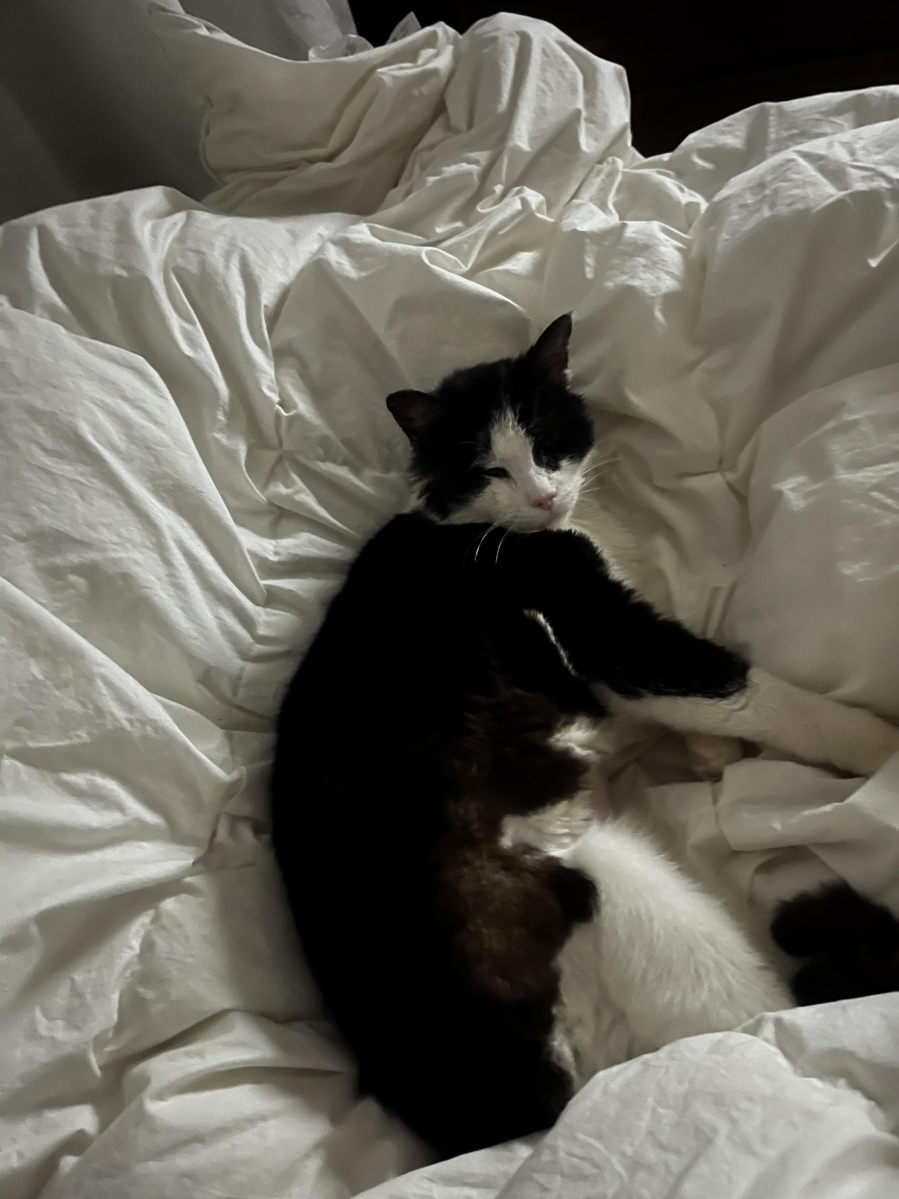 Enlarge Matilda, a ADOPTABLE Domestic Medium Hair in Stratford, ON image 1/3