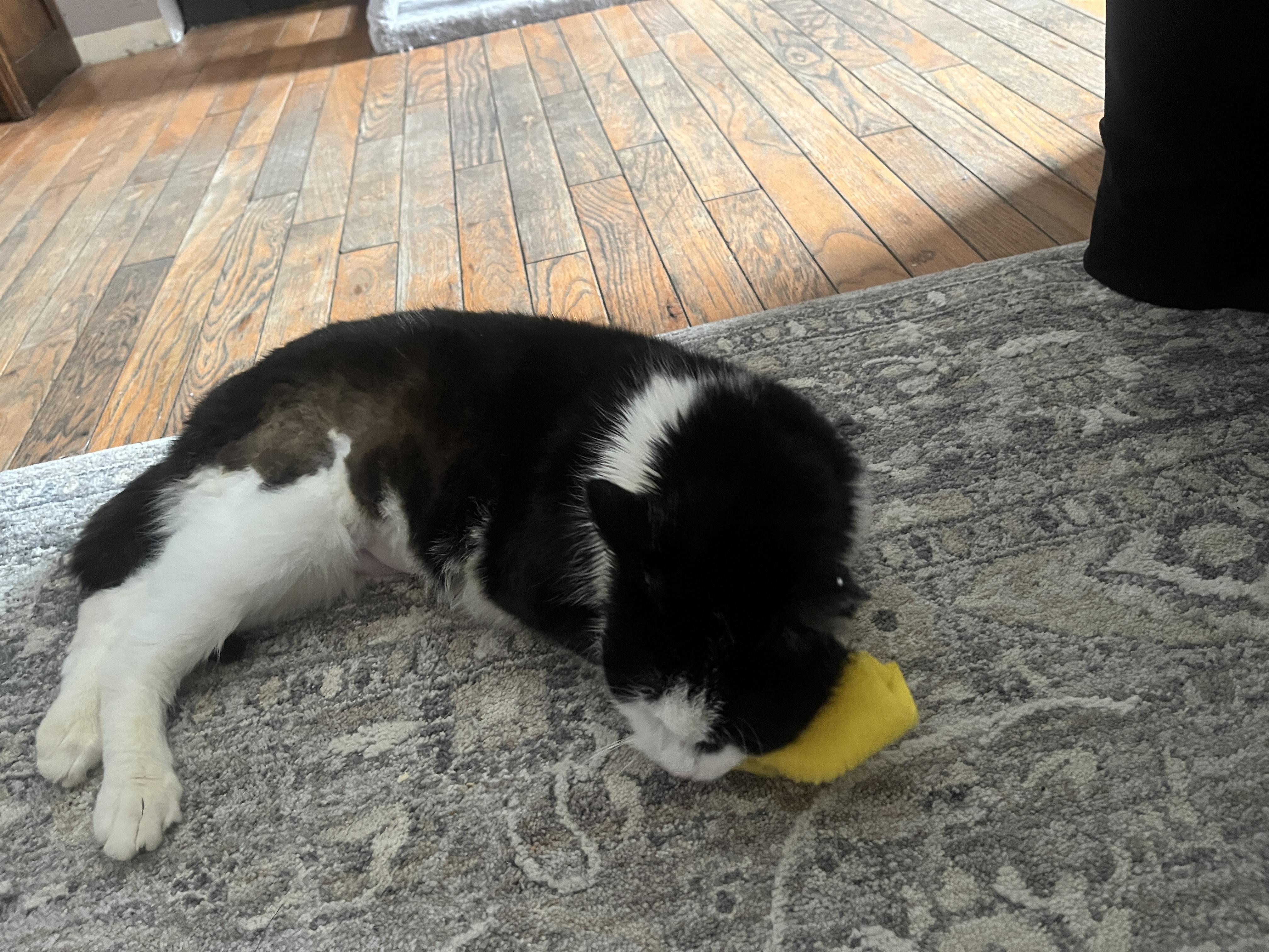 Enlarge Matilda, a ADOPTABLE Domestic Medium Hair in Stratford, ON image 2/3