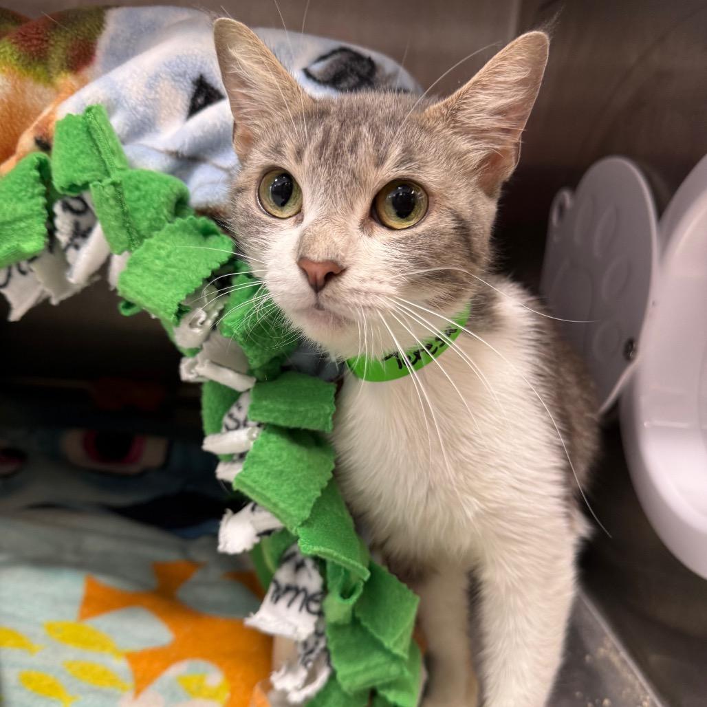 Teresa, Adoptable, Young Female Domestic Short Hair.