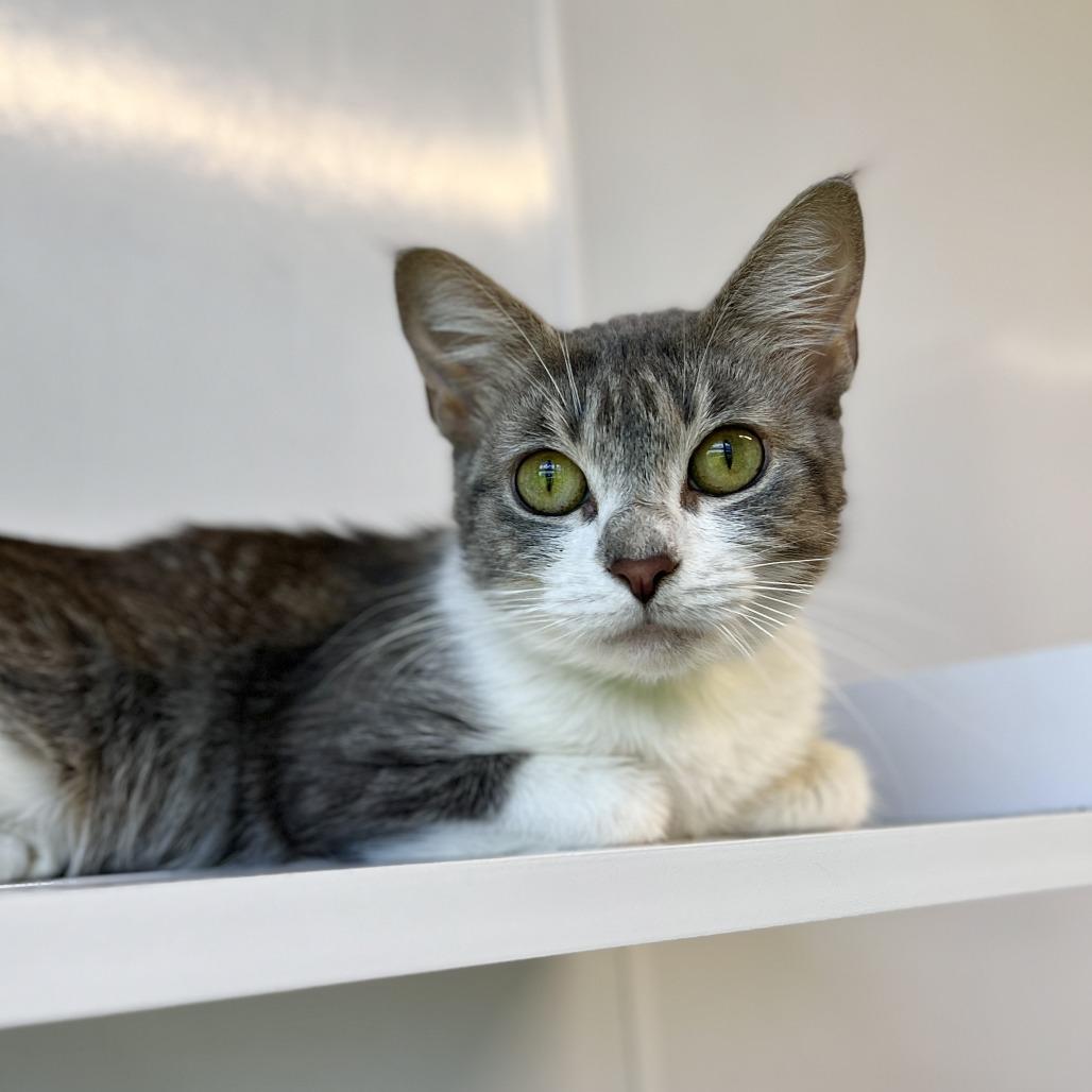 Enlarge Teresa, a Adoptable Domestic Short Hair in Fort Wayne, IN image 2/2