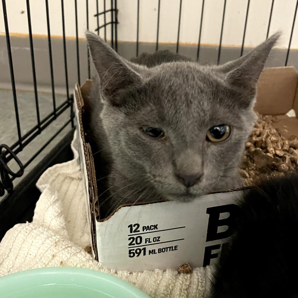 Tamara, Adoptable, Young Female Domestic Short Hair.