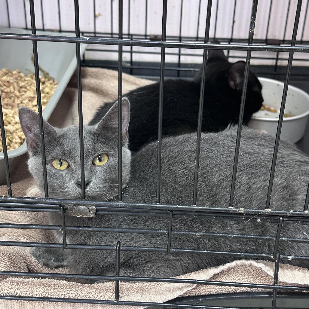 Enlarge Tamara, a Adoptable Domestic Short Hair in Branson, MO image 2/3