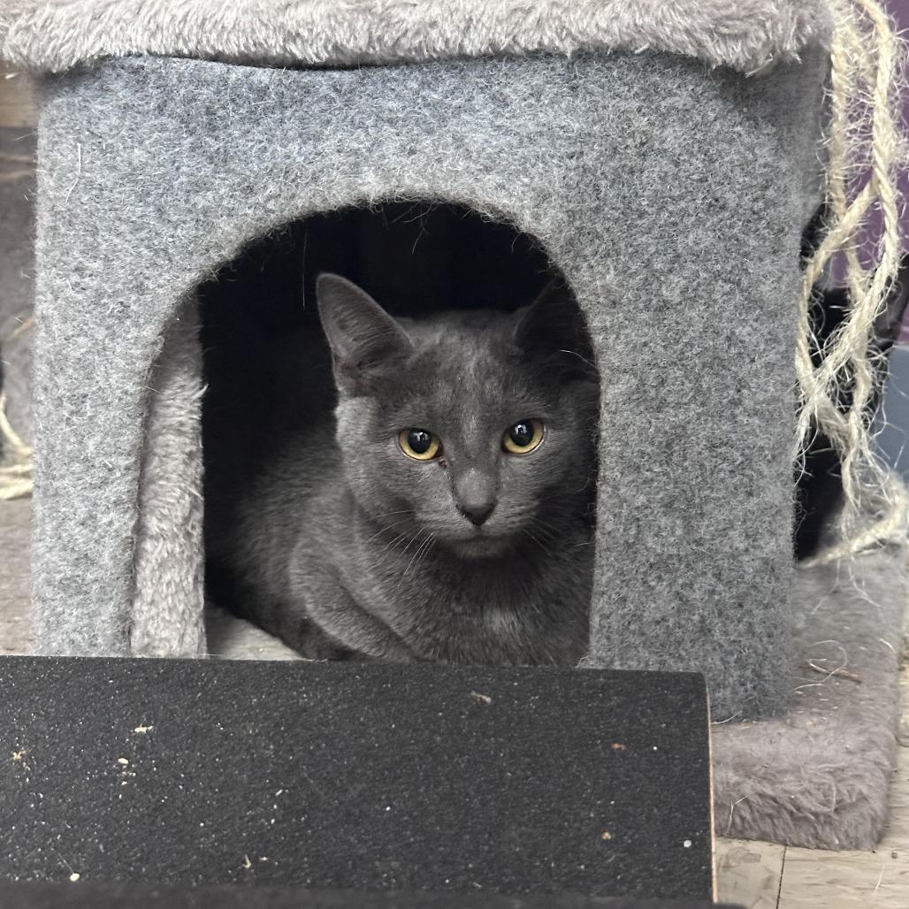 Enlarge Tamara, a Adoptable Domestic Short Hair in Branson, MO image 3/3