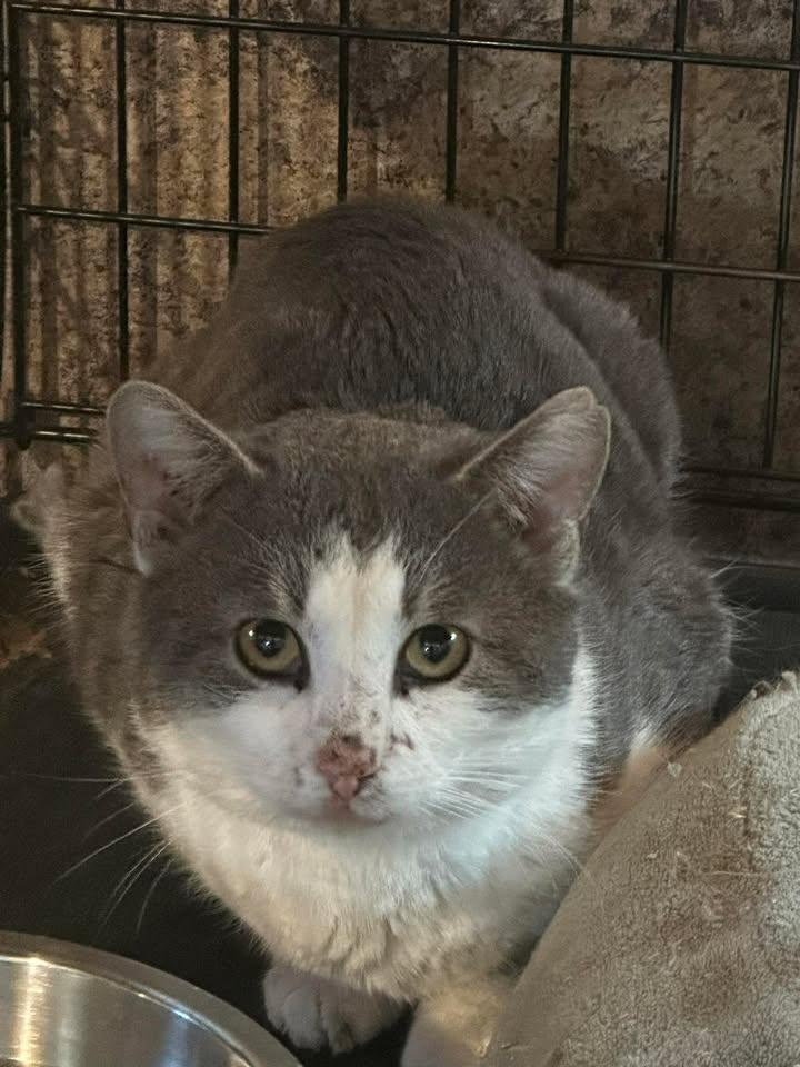 Hodge, ADOPTABLE, Adult Male American Shorthair.