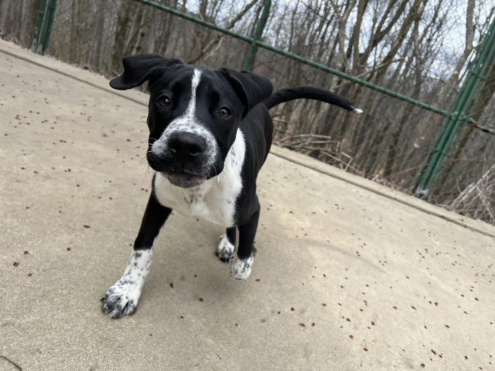 Eddie, ADOPTABLE, Puppy Male Hound & Black Labrador Retriever.