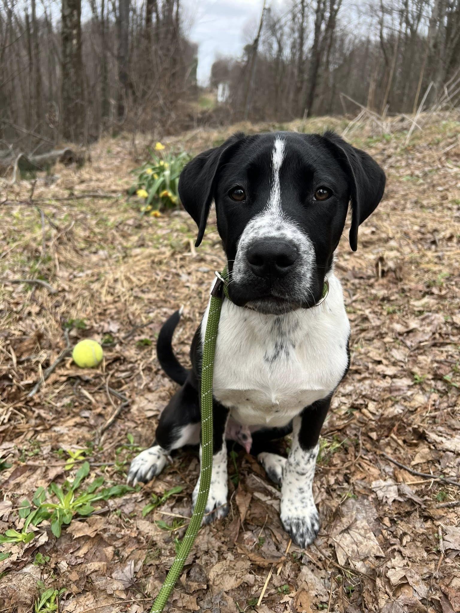 Enlarge Eddie, a ADOPTABLE mixed breed in Dellslow, WV image 3/6