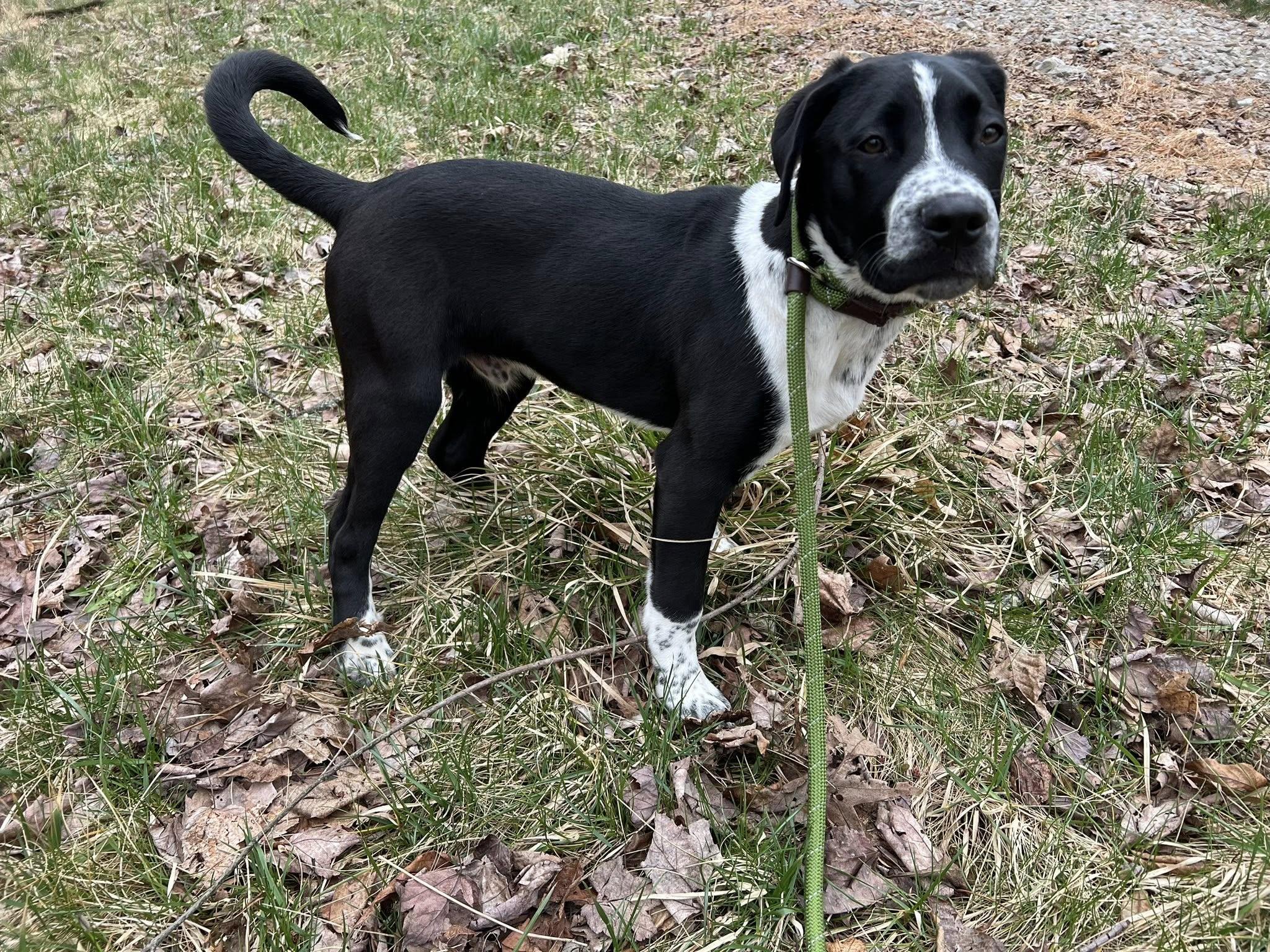 Enlarge Eddie, a ADOPTABLE mixed breed in Dellslow, WV image 2/6