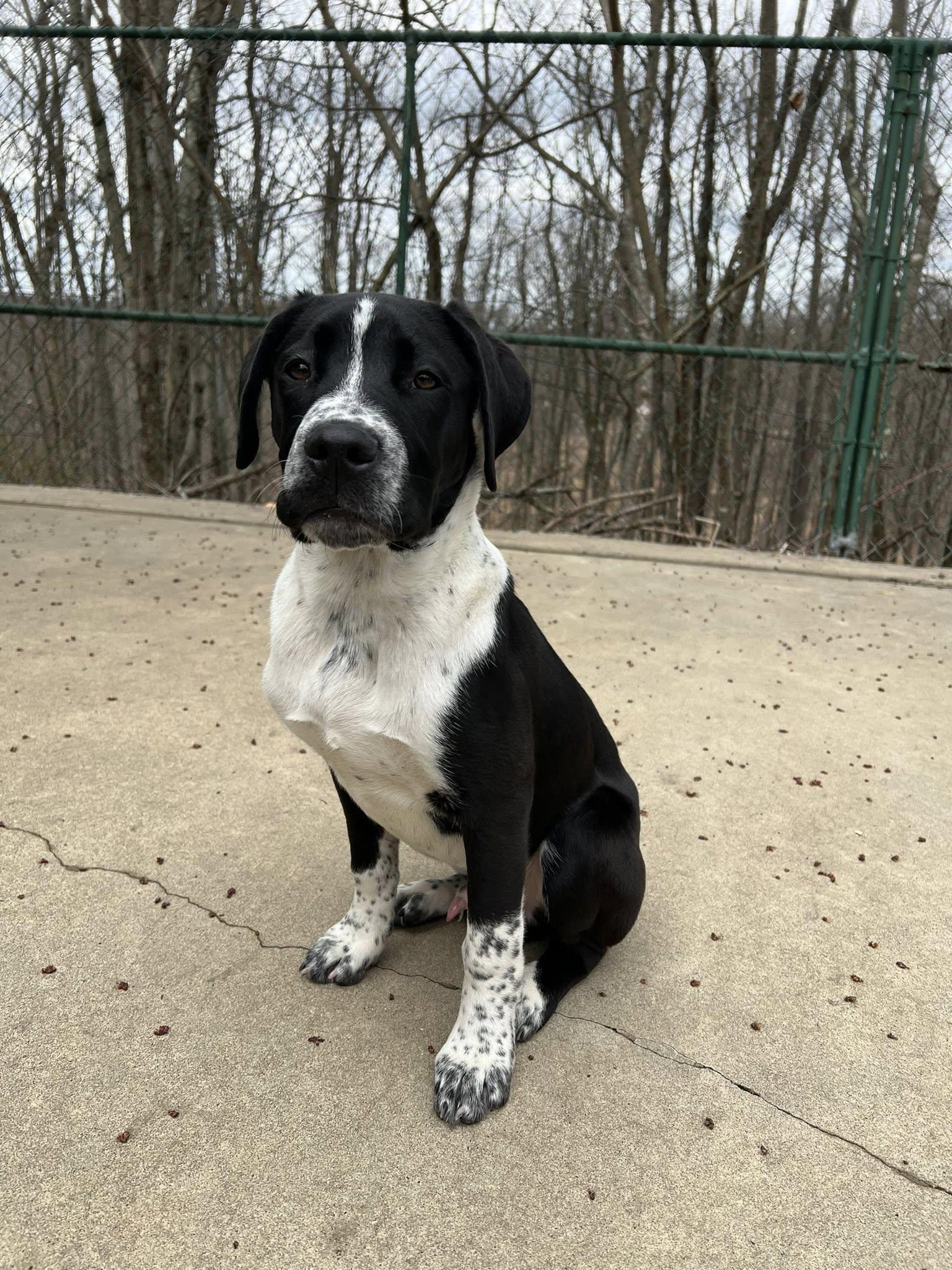 Enlarge Eddie, a ADOPTABLE mixed breed in Dellslow, WV image 4/6