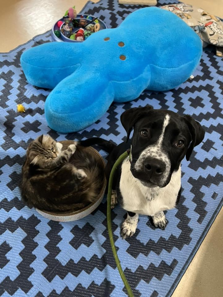 Enlarge Eddie, a ADOPTABLE mixed breed in Dellslow, WV image 5/6