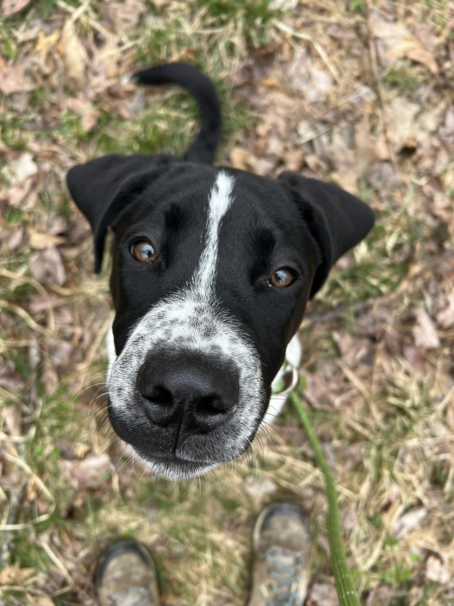 Enlarge Eddie, a ADOPTABLE mixed breed in Dellslow, WV image 6/6