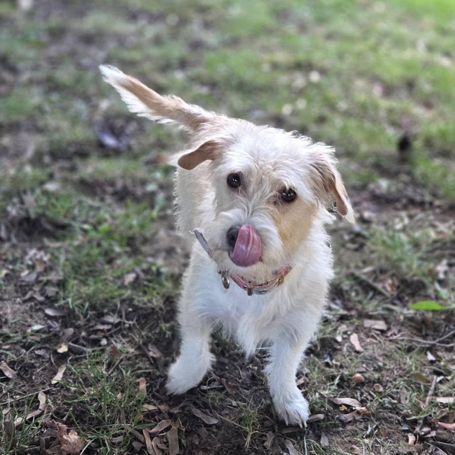 Enlarge Summer, a Adoptable mixed breed in Eugene, OR image 5/6