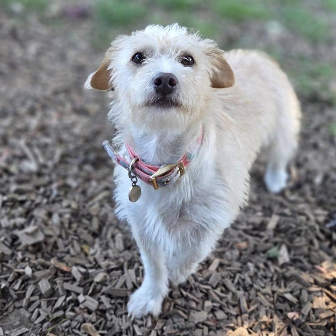 Enlarge Summer, a Adoptable mixed breed in Eugene, OR image 6/6