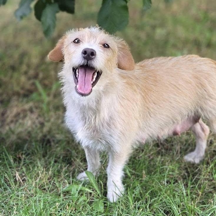 Enlarge Summer, a Adoptable mixed breed in Eugene, OR image 2/6