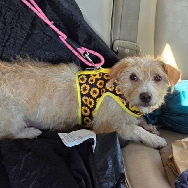 Enlarge Summer, a Adoptable mixed breed in Eugene, OR image 3/6