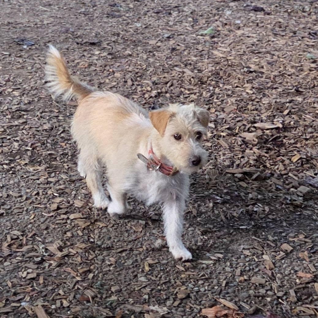 Enlarge Summer, a Adoptable mixed breed in Eugene, OR image 4/6