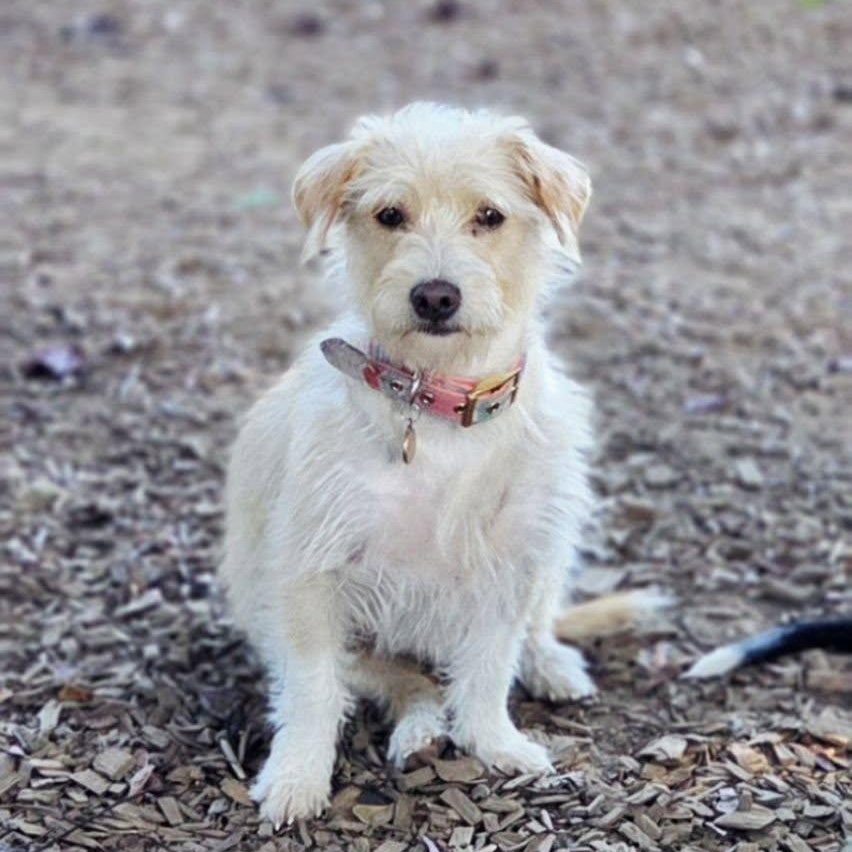 Summer, Adoptable, Young Female Terrier.