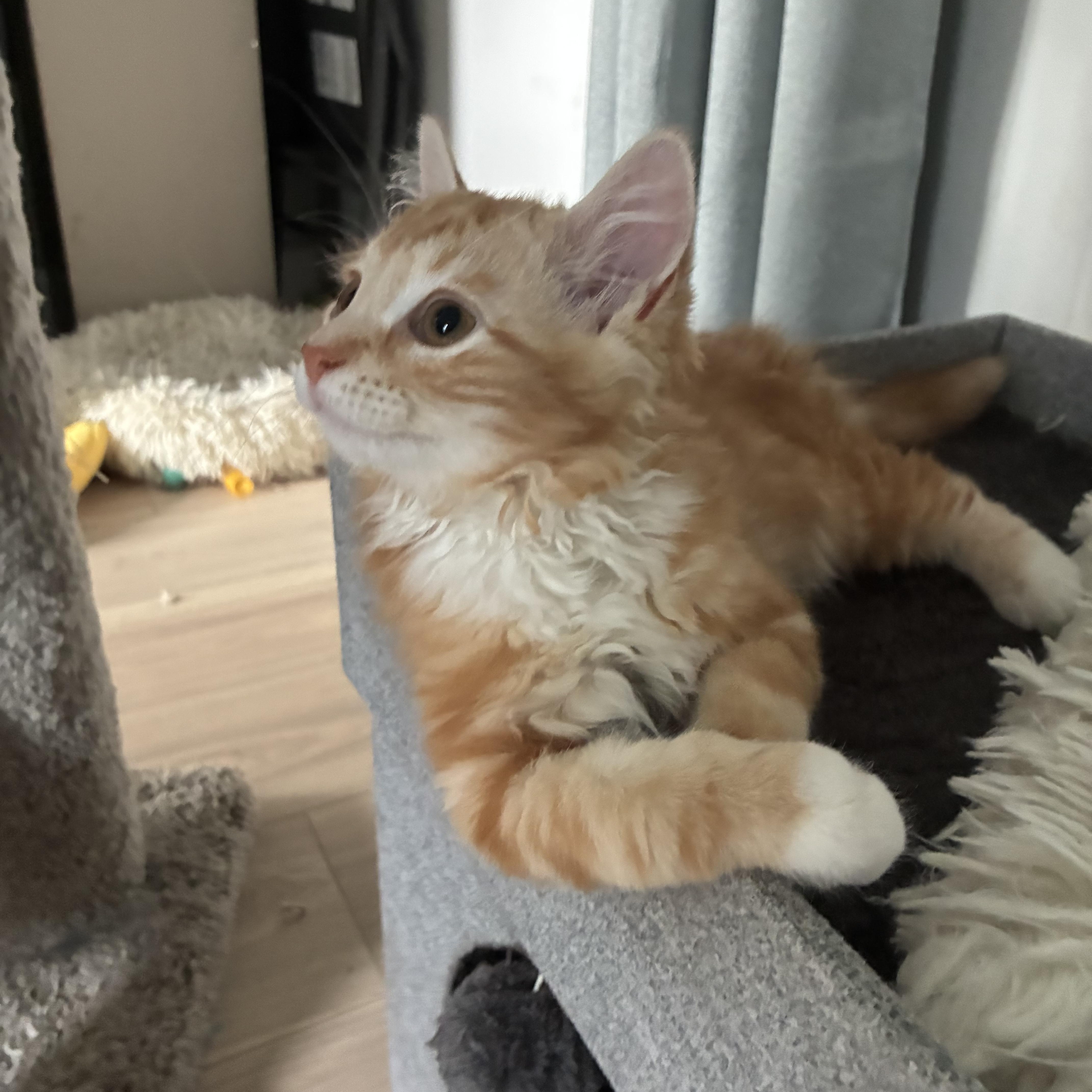 Enlarge Peaches, an adopted Domestic Short Hair in Warminster, PA image 3/6