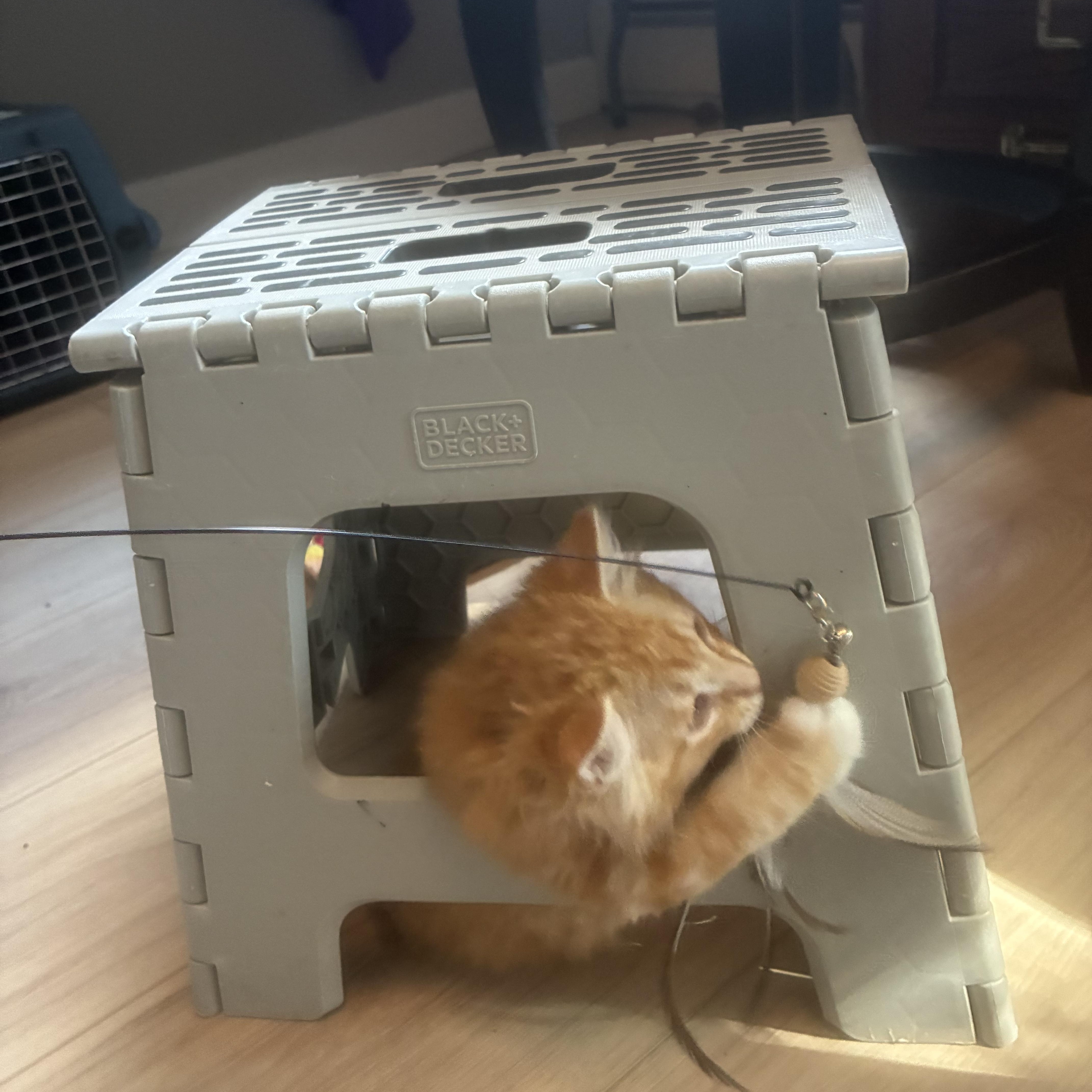 Enlarge Peaches, an adopted Domestic Short Hair in Warminster, PA image 4/6