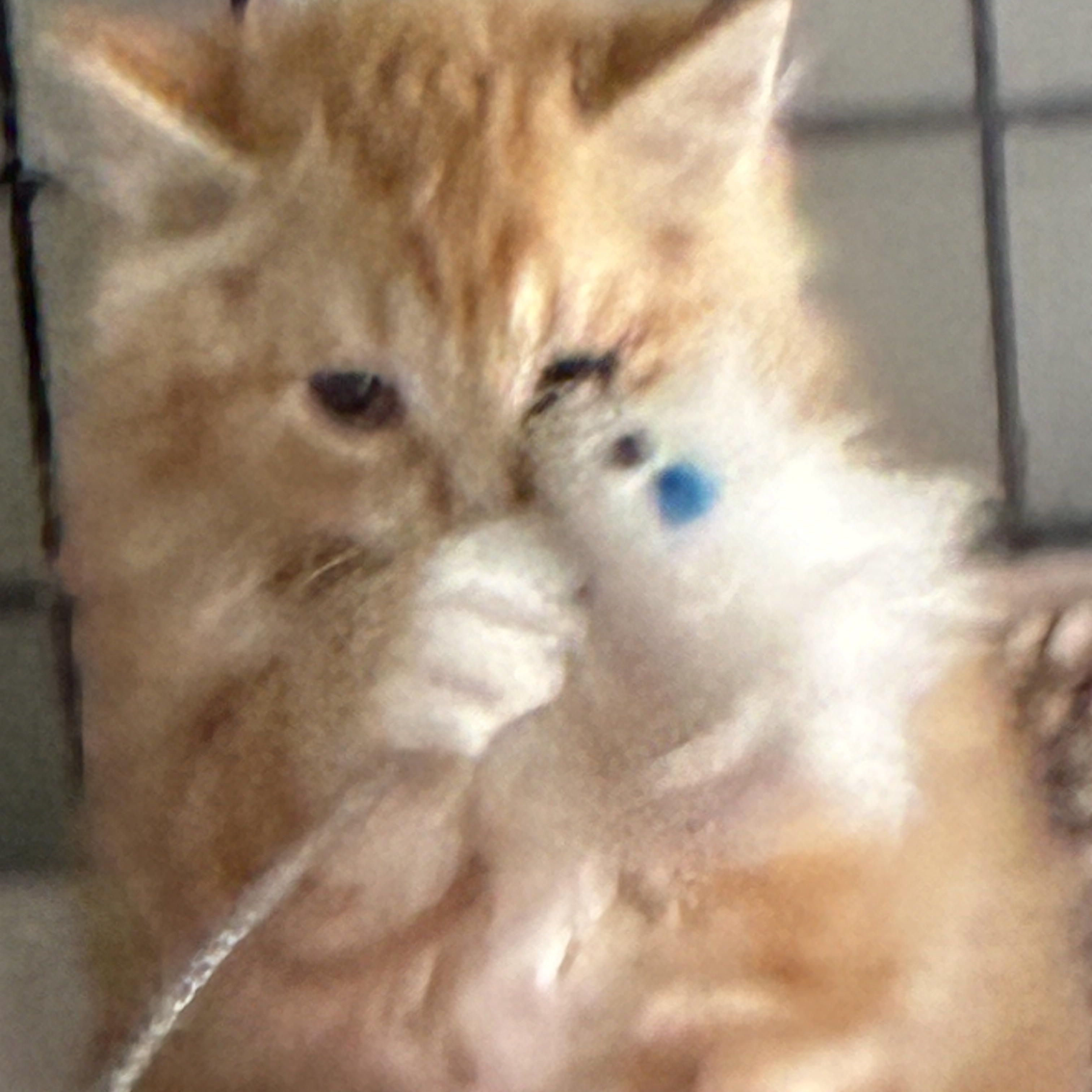 Enlarge Peaches, an adopted Domestic Short Hair in Warminster, PA image 6/6