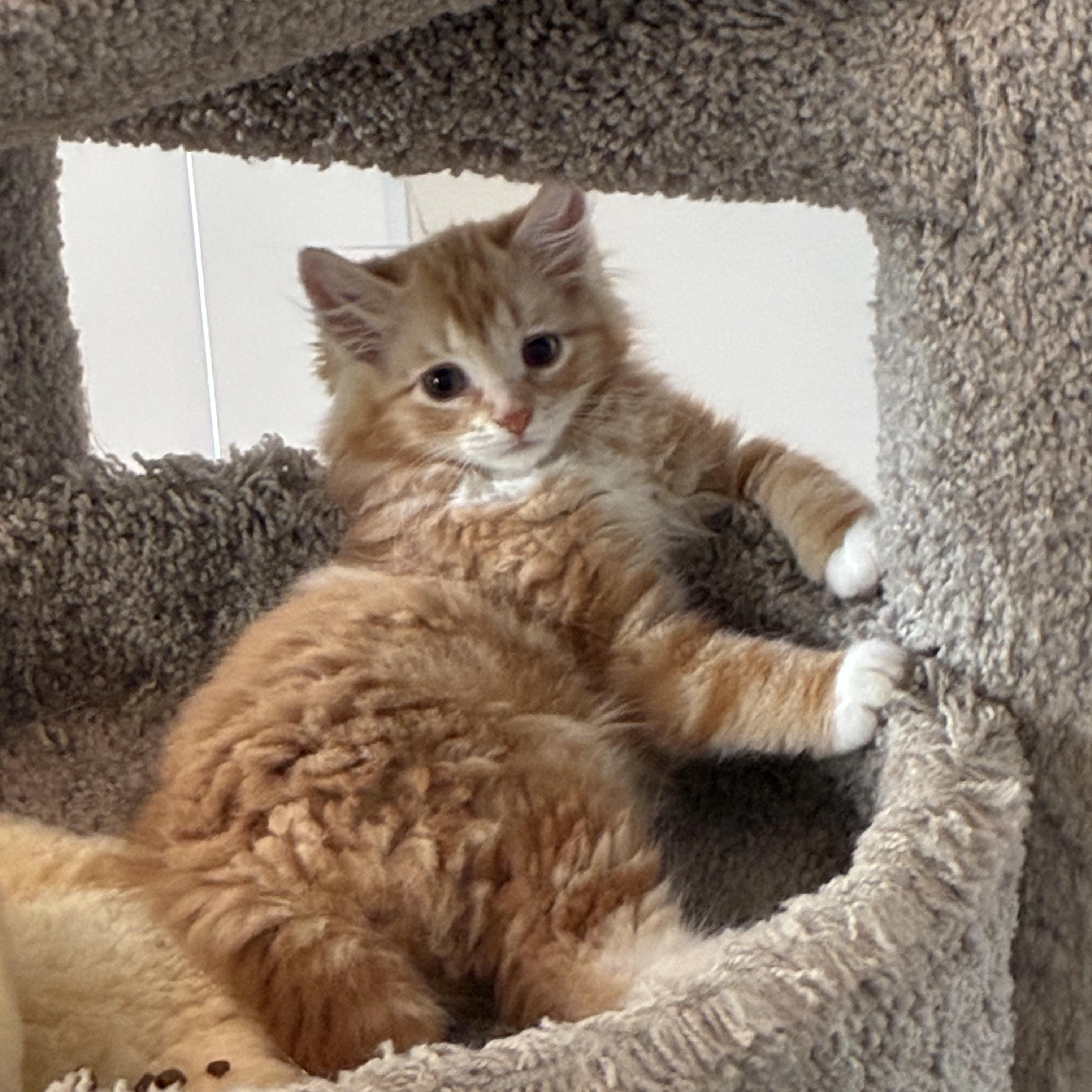 Peaches, adopted, Kitten Female Domestic Short Hair.