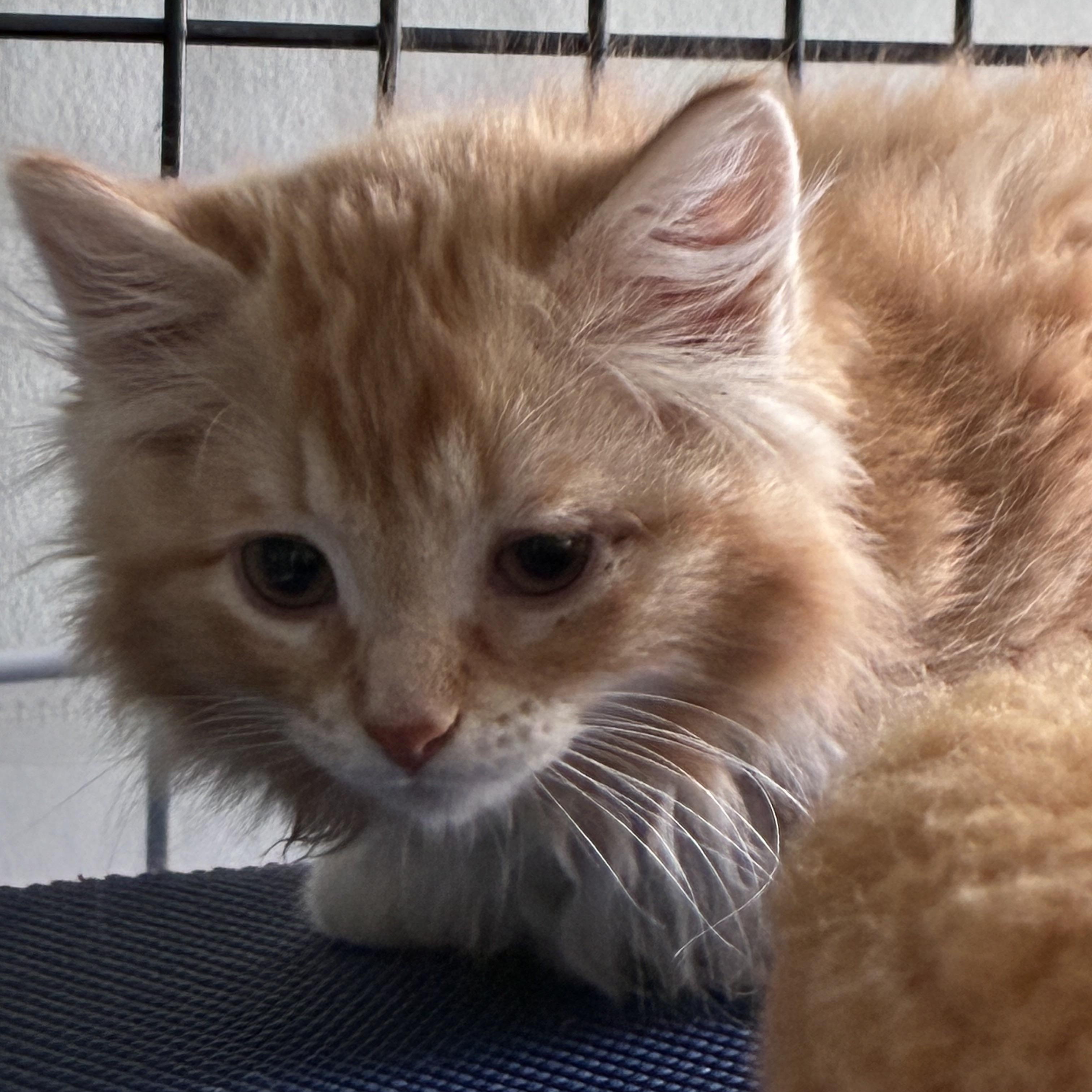 Enlarge Peaches, an adopted Domestic Short Hair in Warminster, PA image 5/6