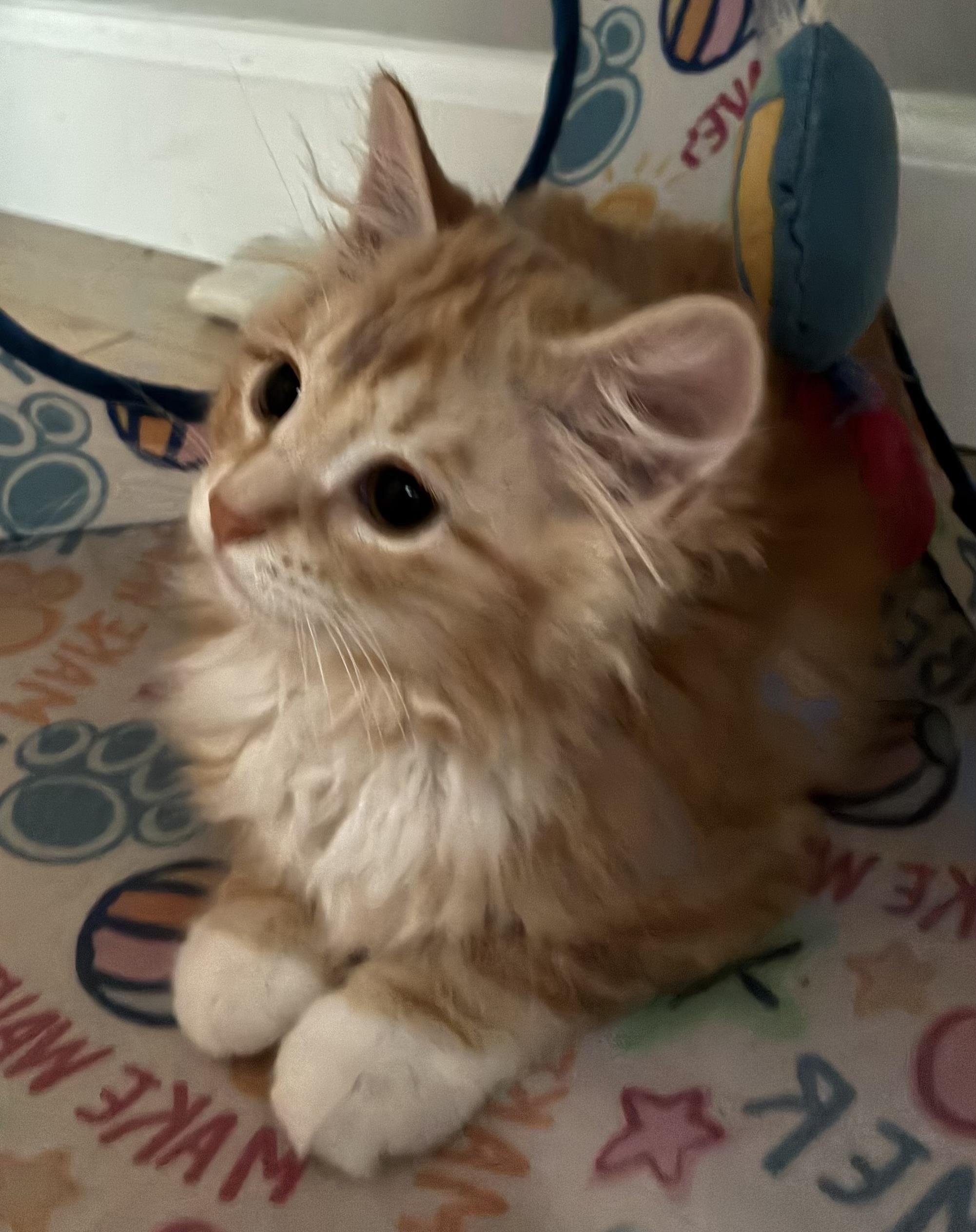 Enlarge Peaches, an adopted Domestic Short Hair in Warminster, PA image 2/6