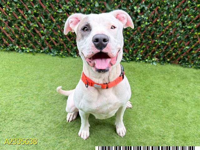 CALYPSO, Adoptable, Young Female Mixed Breed.
