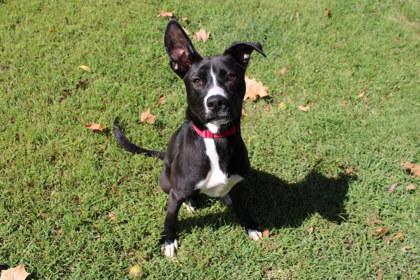 Misa, Adoptable, Adult Female Mixed Breed & Mixed Breed.