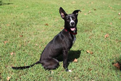 Enlarge Misa, a Adoptable mixed breed in Kansas City, MO image 2/3