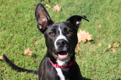 Enlarge Misa, a Adoptable mixed breed in Kansas City, MO image 3/3