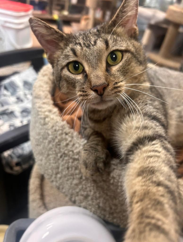 Enlarge Screech, a Adoptable mixed breed in New Manchester, WV image 4/6