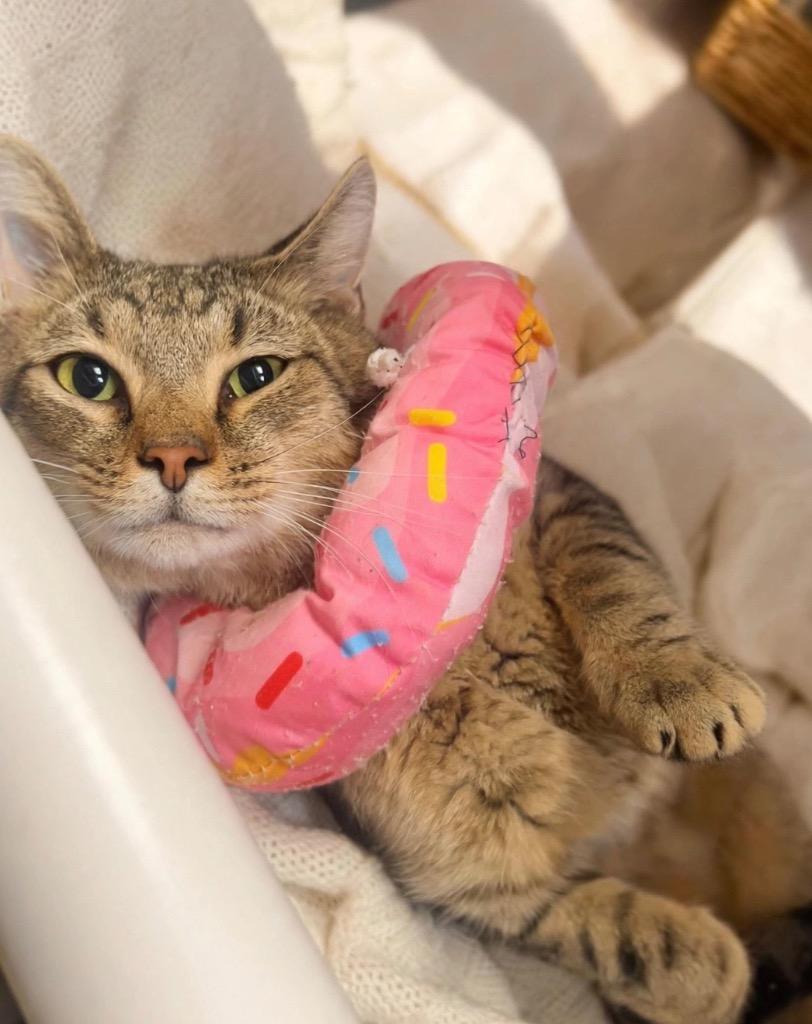 Enlarge Screech, a Adoptable mixed breed in New Manchester, WV image 6/6