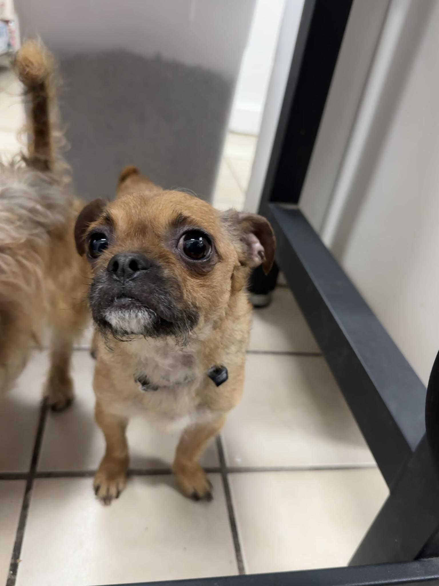 Enlarge Cookie, a Adoptable mixed breed in Ponchatoula, LA image 4/5