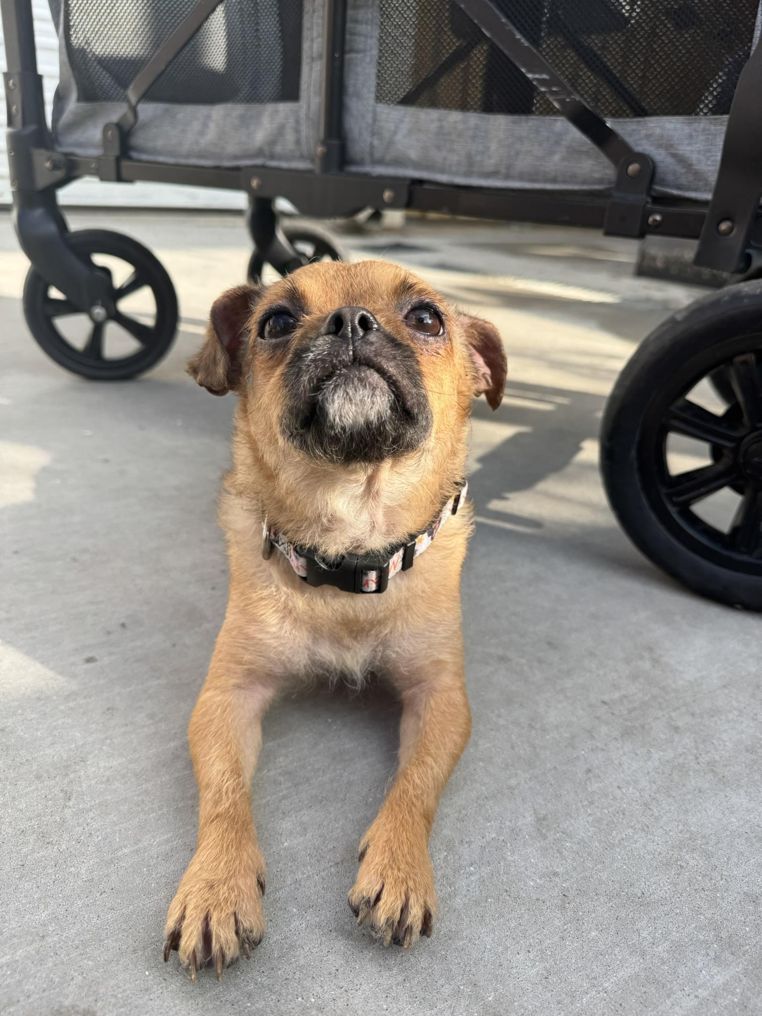Enlarge Cookie, a Adoptable mixed breed in Ponchatoula, LA image 3/5