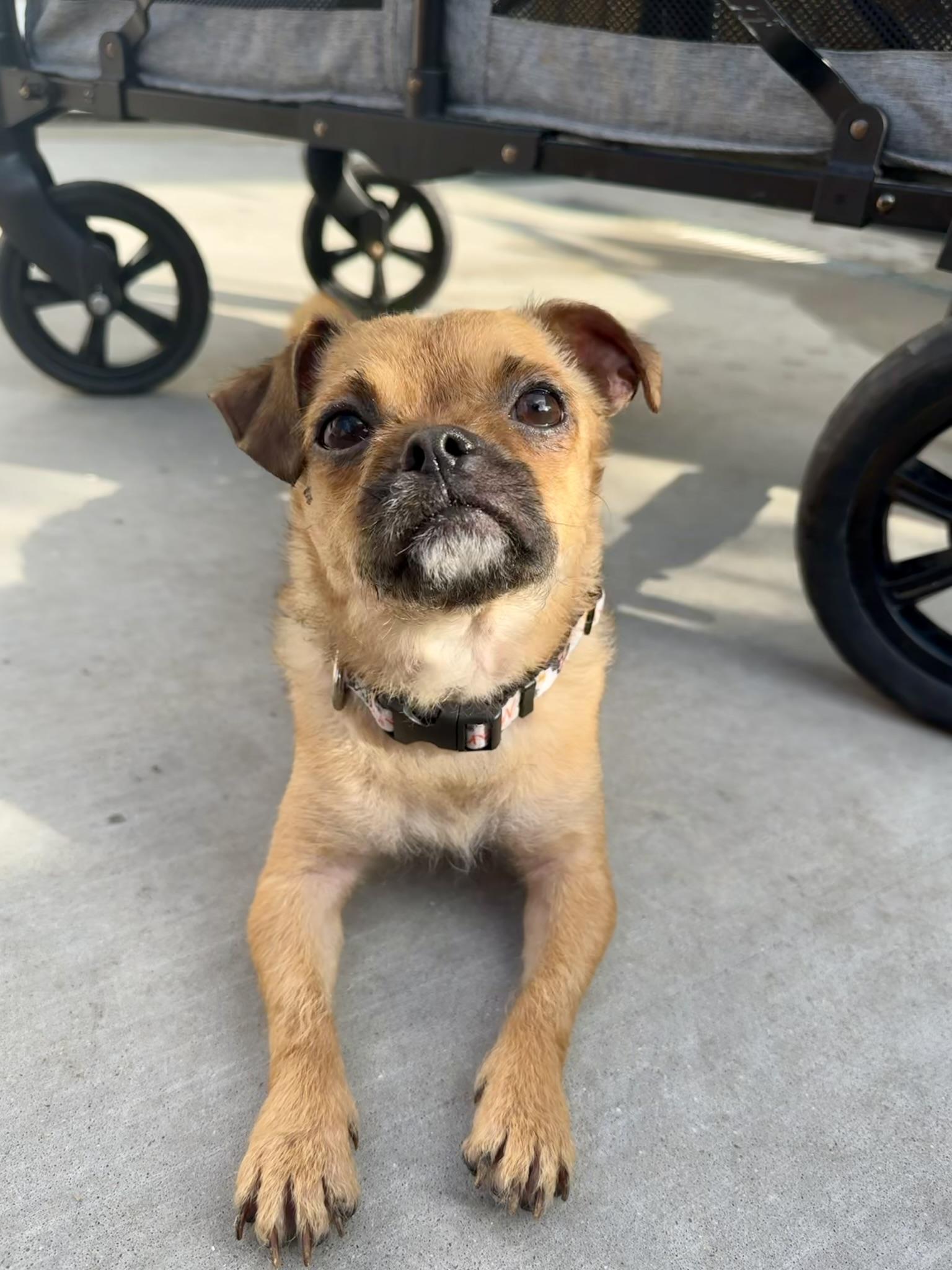 Enlarge Cookie, a Adoptable mixed breed in Ponchatoula, LA image 1/5